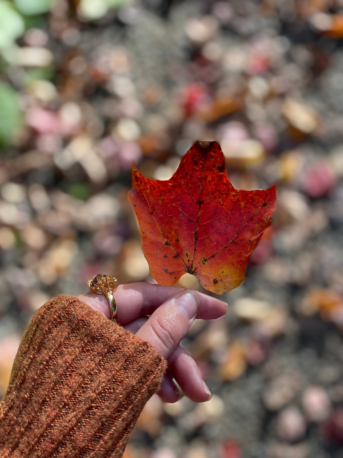 Woodland Leaves