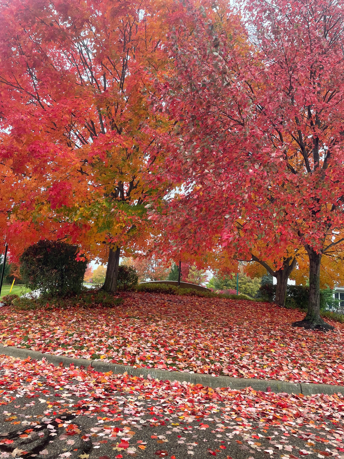 Falling Leaves