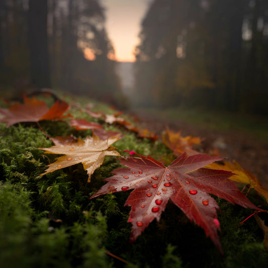 Autumn Petrichor
